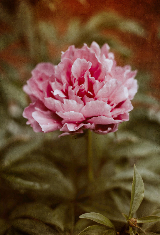 Vintage Textures Photoshop Overlays Photo Editing Textures Overlays Digital Backdrop Old Effect Texure Vintage Digital Fine Art Overlays Jpg