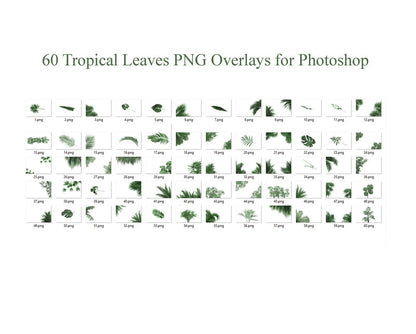 Tropical Leaves Digital Overlays For Photoshop Green Tropical Overlay Palm Leaf Backdrop Digital Plants Maternity Digital Backdrop Png
