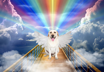 Rainbow Bridge Digital Backdrop Pet Memorial Digital Background Wings Overlay Pet Memorial Backdrop  Photography Composites Dog Memorial Cat